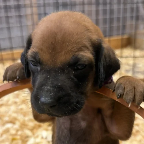 Rhodesian_Rhodesian Ridgeback litter for sale Austin Rhodesian_Rhodesian Ridgeback litter for sale Austin