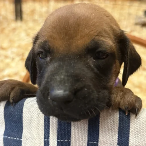 Rhodesian_Rhodesian Ridgeback new litter Austin Rhodesian_Rhodesian Ridgeback new litter Austin