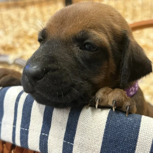 Rhodesian_Rhodesian Ridgeback puppy deposit Austin Rhodesian_Rhodesian Ridgeback puppy deposit Austin