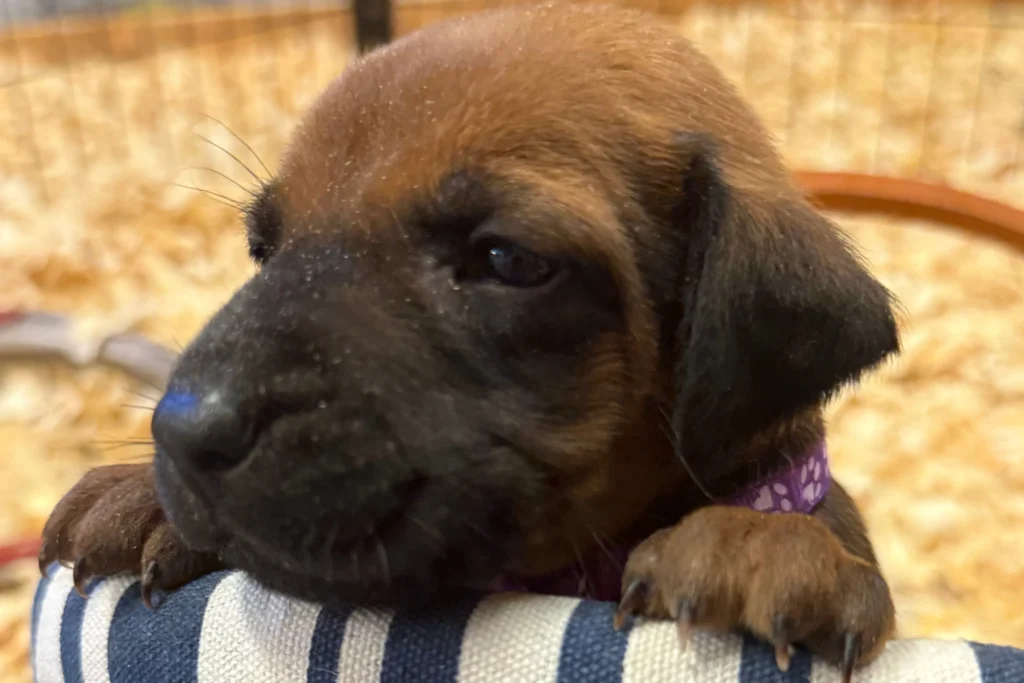 reserve your rhodesian ridgeback puppy for 2026 Reserve Your Rhodesian Ridgeback Puppy for 2026