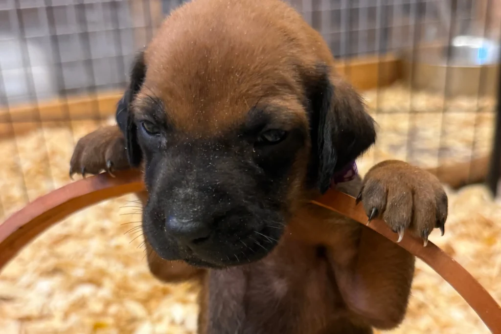 rhodesian ridgeback puppies available in texas