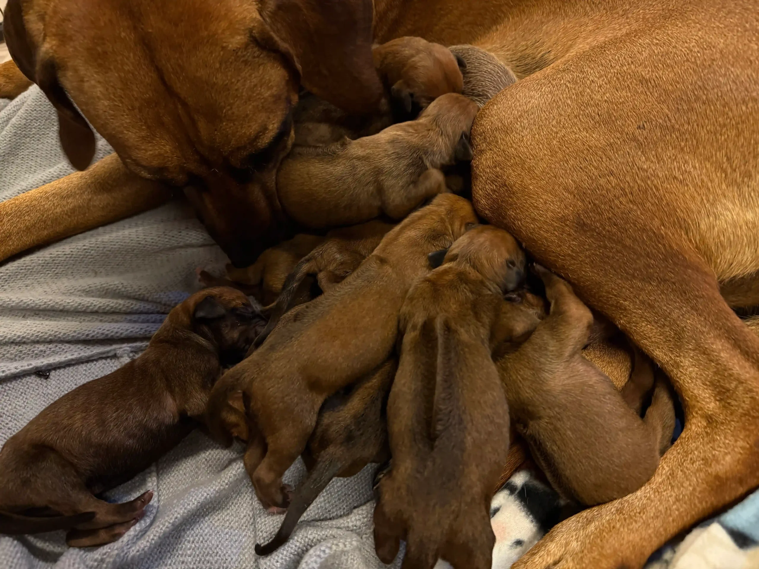 rhodesian ridgeback puppies for sale in texas 2026