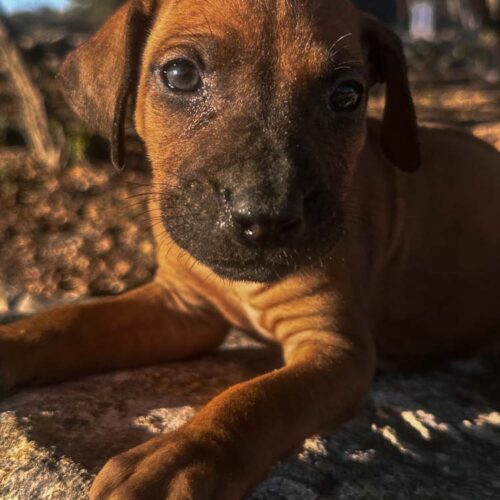 rhodesian-ridgeback-puppies-for-sale-texas-2025-1 rhodesian-ridgeback-puppies-for-sale-texas-2025-1