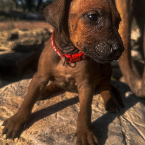 rhodesian-ridgeback-puppies-for-sale-texas-2025-10 rhodesian-ridgeback-puppies-for-sale-texas-2025-10