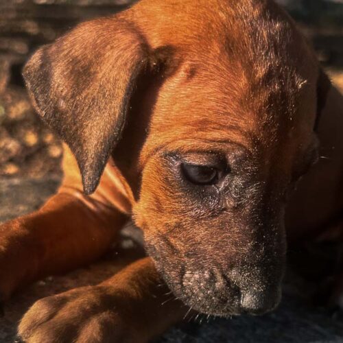 rhodesian-ridgeback-puppies-for-sale-texas-2025-2 rhodesian-ridgeback-puppies-for-sale-texas-2025-2