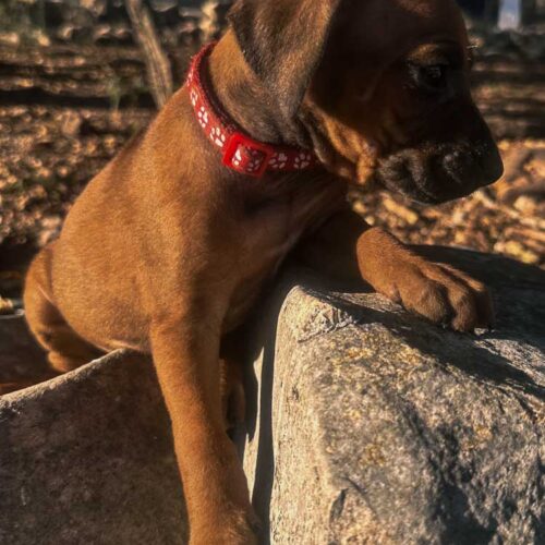 rhodesian-ridgeback-puppies-for-sale-texas-2025-3 rhodesian-ridgeback-puppies-for-sale-texas-2025-3