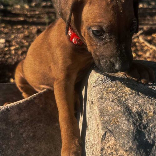 rhodesian-ridgeback-puppies-for-sale-texas-2025-4 rhodesian-ridgeback-puppies-for-sale-texas-2025-4