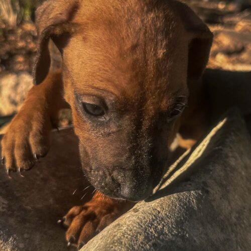 rhodesian-ridgeback-puppies-for-sale-texas-2025-5 rhodesian-ridgeback-puppies-for-sale-texas-2025-5