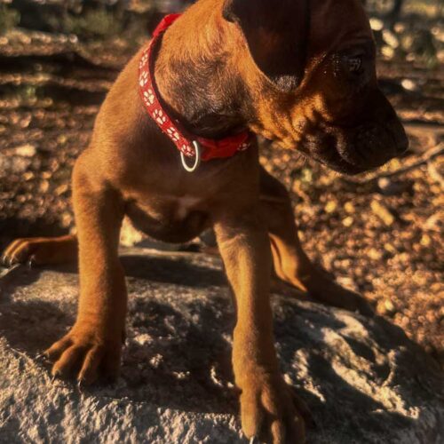 rhodesian-ridgeback-puppies-for-sale-texas-2025-7 rhodesian-ridgeback-puppies-for-sale-texas-2025-7
