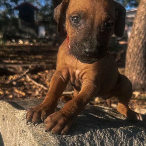 rhodesian-ridgeback-puppies-for-sale-texas-2025-8 rhodesian-ridgeback-puppies-for-sale-texas-2025-8