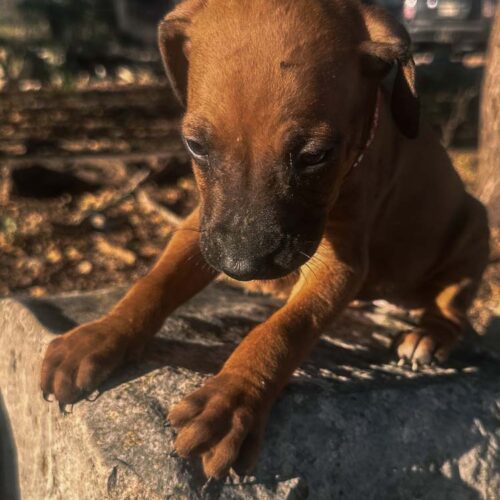 rhodesian-ridgeback-puppies-for-sale-texas-2025-9 rhodesian-ridgeback-puppies-for-sale-texas-2025-9