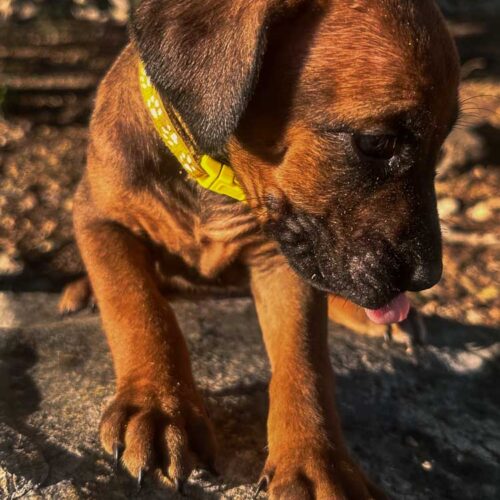 rhodesian-ridgeback-puppies-texas-2025-1 rhodesian-ridgeback-puppies-texas-2025-1