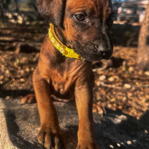 rhodesian-ridgeback-puppies-texas-2025-2 rhodesian-ridgeback-puppies-texas-2025-2