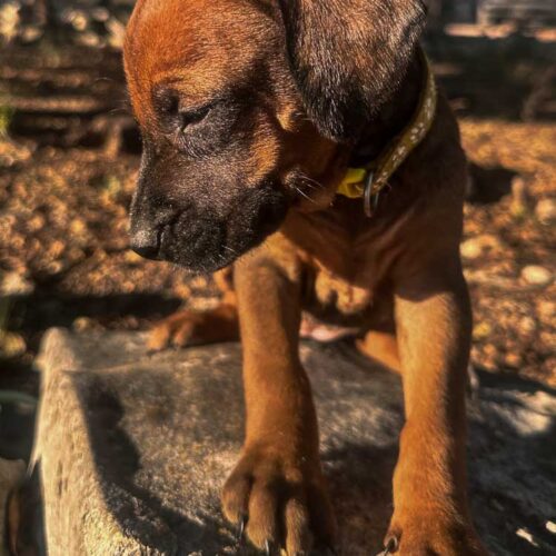 rhodesian-ridgeback-puppies-texas-2025-3 rhodesian-ridgeback-puppies-texas-2025-3