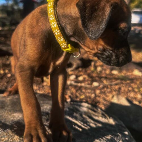 rhodesian-ridgeback-puppies-texas-2025-4 rhodesian-ridgeback-puppies-texas-2025-4