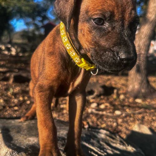 rhodesian-ridgeback-puppies-texas-2025-5 rhodesian-ridgeback-puppies-texas-2025-5