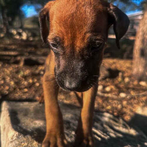 rhodesian-ridgeback-puppies-texas-2025-6 rhodesian-ridgeback-puppies-texas-2025-6