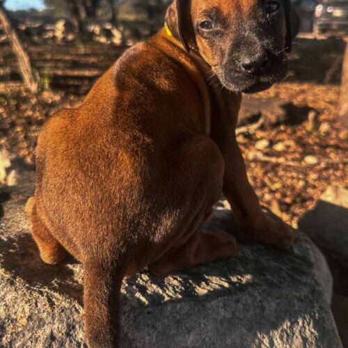 rhodesian-ridgeback-puppies-texas-2025-7 rhodesian-ridgeback-puppies-texas-2025-7