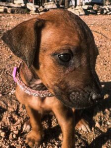 rhodesian-ridgeback-puppies-texas-2026-1