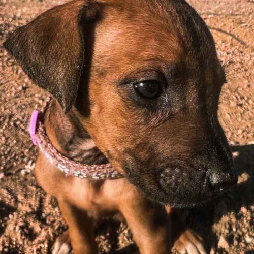 rhodesian-ridgeback-puppies-texas-2026-1 rhodesian-ridgeback-puppies-texas-2026-1