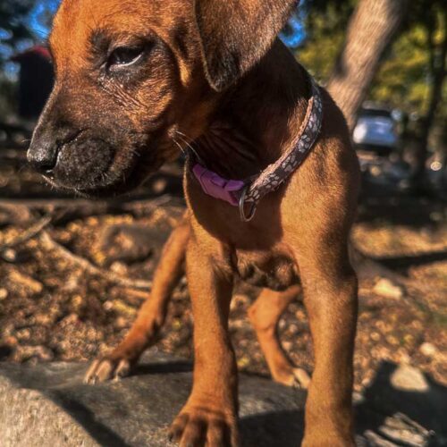rhodesian-ridgeback-puppies-texas-2026-10 rhodesian-ridgeback-puppies-texas-2026-10
