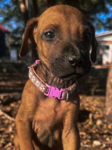 rhodesian-ridgeback-puppies-texas-2026-11