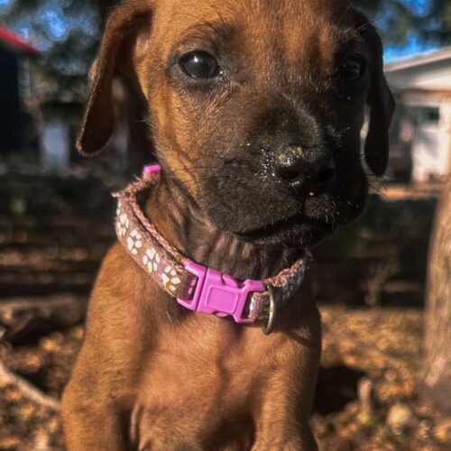 rhodesian-ridgeback-puppies-texas-2026-11 rhodesian-ridgeback-puppies-texas-2026-11