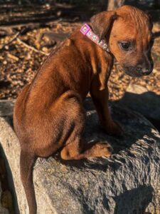 rhodesian-ridgeback-puppies-texas-2026-12