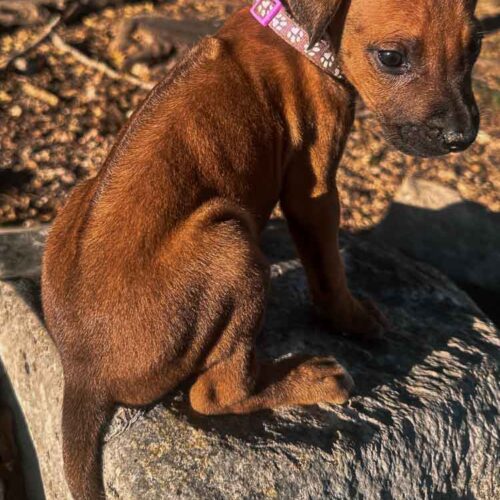 rhodesian-ridgeback-puppies-texas-2026-12 rhodesian-ridgeback-puppies-texas-2026-12