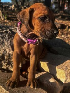 rhodesian-ridgeback-puppies-texas-2026-3