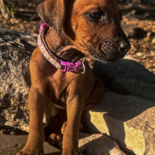 rhodesian-ridgeback-puppies-texas-2026-3 rhodesian-ridgeback-puppies-texas-2026-3