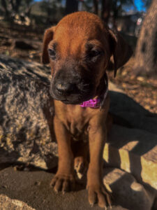 rhodesian-ridgeback-puppies-texas-2026-4