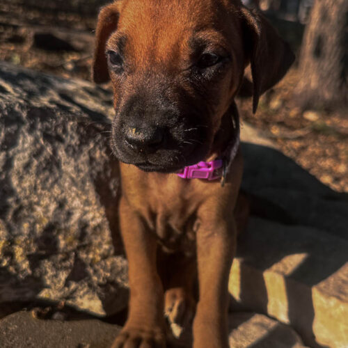 rhodesian-ridgeback-puppies-texas-2026-4 rhodesian-ridgeback-puppies-texas-2026-4