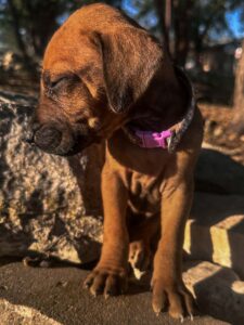 rhodesian-ridgeback-puppies-texas-2026-5