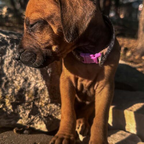 rhodesian-ridgeback-puppies-texas-2026-5 rhodesian-ridgeback-puppies-texas-2026-5