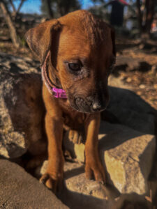 rhodesian-ridgeback-puppies-texas-2026-6