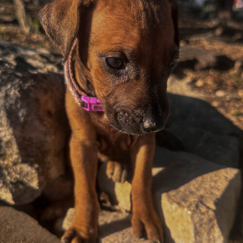 rhodesian-ridgeback-puppies-texas-2026-6 rhodesian-ridgeback-puppies-texas-2026-6
