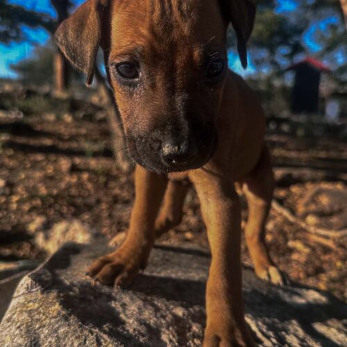 rhodesian-ridgeback-puppies-texas-2026-7 rhodesian-ridgeback-puppies-texas-2026-7