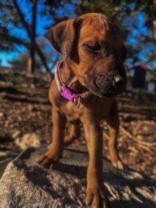 rhodesian-ridgeback-puppies-texas-2026-8