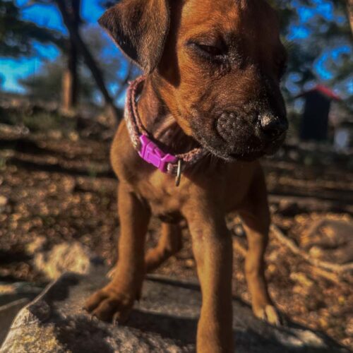 rhodesian-ridgeback-puppies-texas-2026-8 rhodesian-ridgeback-puppies-texas-2026-8