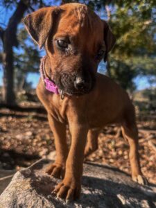 rhodesian-ridgeback-puppies-texas-2026-9