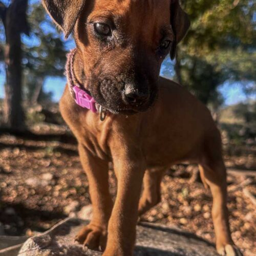 rhodesian-ridgeback-puppies-texas-2026-9 rhodesian-ridgeback-puppies-texas-2026-9