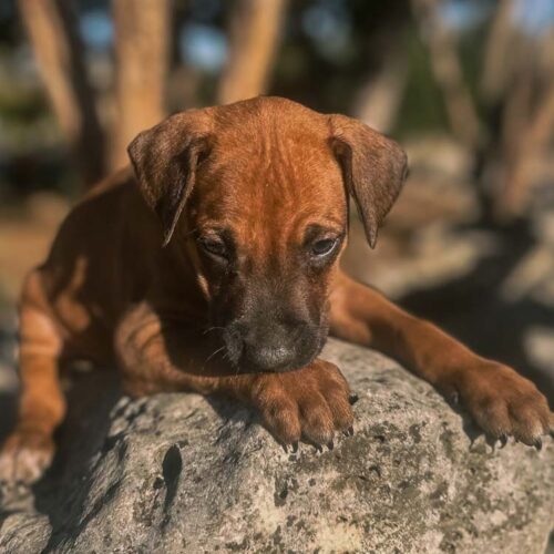 ridgeback-puppies-for-sale-in-texas-2025-1 ridgeback-puppies-for-sale-in-texas-2025-1