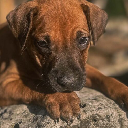 ridgeback-puppies-for-sale-in-texas-2025-2 ridgeback-puppies-for-sale-in-texas-2025-2