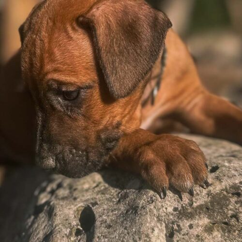 ridgeback-puppies-for-sale-in-texas-2025-3 ridgeback-puppies-for-sale-in-texas-2025-3