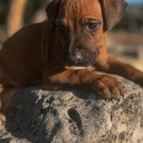 ridgeback-puppies-for-sale-in-texas-2025-4 ridgeback-puppies-for-sale-in-texas-2025-4