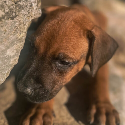 ridgeback-puppies-for-sale-in-texas-2025-5 ridgeback-puppies-for-sale-in-texas-2025-5