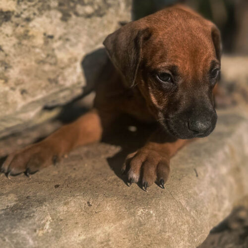 ridgeback-puppies-for-sale-in-texas-2025-6 ridgeback-puppies-for-sale-in-texas-2025-6