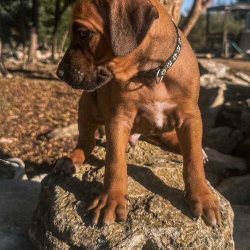 ridgeback-puppies-for-sale-in-texas-2025-7 ridgeback-puppies-for-sale-in-texas-2025-7