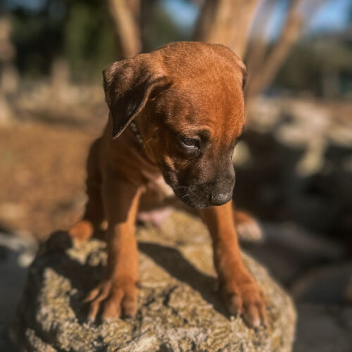 ridgeback-puppies-for-sale-in-texas-2025-8 ridgeback-puppies-for-sale-in-texas-2025-8